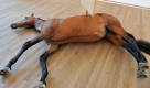 Hier ein Kunstwerk des italienischen Künstlers Maurizio Cattelan, ebenfalls in der Tate Modern. Foto: dpa