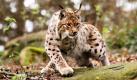 Ein Luchs schleicht in einem Waldgehege nahe der Rabenklippen bei Bad Harzburg. Wären Luchse weniger scheu, könnten Wanderer heute fast überall im Harz auf die Tiere treffen. Zehn Jahre nach Beginn des einzigartigen Wiederansiedlungsprogrammes haben die Raubkatzen das gesamte Mittelgebirge für sich erobert.  Foto: dpa