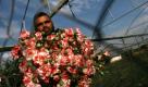 Ein palästinensischer Arbeiter hält Blumen in einem Gewächshaus in Rafah, Gazastreifen, in der Hand. Laut palästinensischen Angaben hat Israel eine Lastwagenladung Blumen für den Export nach Europa bewilligt. Foto: ap