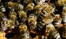 Bienen krabbelten über eine Wabe im Länderinstitut für Bienenkunde in Brandenburg. Bei Bienen ist es nicht so sehr das Alter, sondern die soziale Rolle im Bienenstock, die das Gedächtnis beeinflusst: Wenn Bienen ihre Rollen tauschen, verändert sich auch ihre Lernfähigkeit. Foto: ddp
