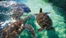 Dazu gehören zum Beispiel diese Meeresschildkröten im Maui Oceancenter, oder auch ... Foto: Hawaii Tourism Authority/Ron Dahlquist