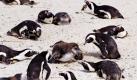 Ausgewachsene Afrikanische Pinguine beobachten ihren Nachwuchs außerhalb von Kapstadt, Südafrika. Aufgrund von Einschränkungen im Fangbetrieb der Fischereien, ist die Pinguin-Gemeinschaft in der Region auf mittlerweile 3.000 Tiere angestiegen. Foto: dapd