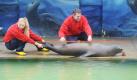 Die Tierpfleger Sebastian Bleich und Stefanie Leitner messen im Zoo Hannover im Rahmen der jährlichen Inventur die Länge von Seelöwin Lizzy. Insgesamt 2235 Tiere in 250 Arten leben derzeit im Zoo Hannover.  Foto: ddp