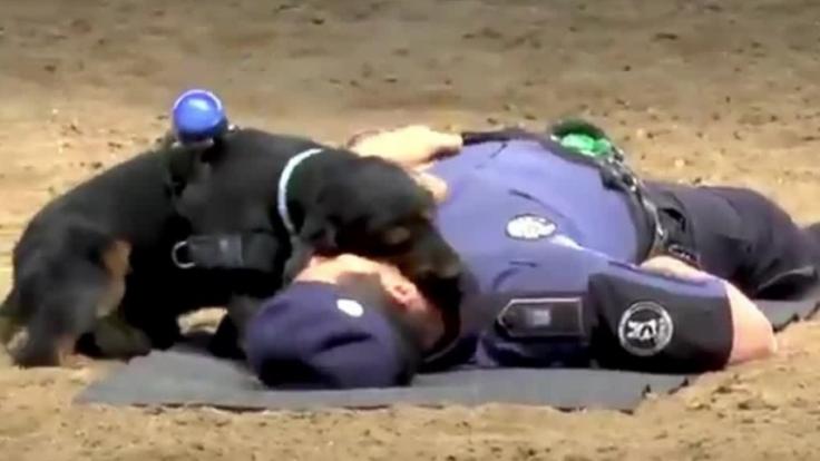 Polizei-Hund Poncho hat nicht eine Sekunde gezögert, um dem