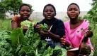Kinder in Simbabwe stehen in einem Gemüsegarten und lernen im Rahmen eines Hilfsprojekts von Terre des Hommes den Anbau von Gemüse. Zahlreiche internationale Organisationen versuchen mit solchen Projekten den Schwächsten in der Gesellschaft zu helfen. Foto: dpa