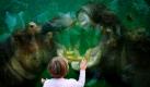 Eine kleine Besucherin des Hippodroms verfolgt im Zoo in Köln hinter einer Glasscheibe den spielerischen Kampf zweier Flusspferde. Überraschend ist, dass die Paarhufer mit Walen verwandt sind. Außerdem sind die Kolosse Vegetarier.  Foto: dpa