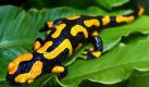 Bedroht, wie 30 Prozent aller Amphibien auf der Welt: Der Feuersalamander. Foto: Wolfgang Thieme  Foto: dpa