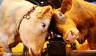 Zwei Kühe reiben während einer Agrarmesse in Paris ihre Köpfe aneinander. Foto: dpa