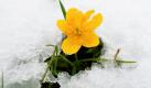 Eine Ringelblume ist im Schnee auf der Loferer Alm im Salzburger Land zu sehen. Das kalte Wetter im Alpenland Österreich brachte überall höher als 1200 Meter den ersten Schnee. Foto: ap