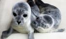 Zwei erst wenige Tage alte Seehundbabies liegen am Mittwoch (08.06.11) in der Seehundstation Norden-Norddeich hinter der Glasscheibe ihres Geheges und kuscheln sich aneinander. Als Heuler werden junge Seehunde bezeichnet, die ihre Mutter verloren haben, seit Tagen nicht mehr gesäugt worden sind und aus Hunger und Verlassenheit heulen. In den Aufzuchtstationen im niedersächsischen Norddeich und Friedrichskoog in Schleswig-Holstein werden die Tiere aufgepäppelt und im Laufe des Sommers wieder in der Nordsee ausgesetzt. Jedes Jahr werden in beiden Stationen jeweils etwa 70 bis 80 junge Seehunde aufgepäppelt.
 Foto: Focke Strangmann/dapd