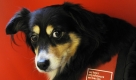 Im Stadtladen in Berlin sind Portraits von Hunden ausgestellt, die ein neues Zuhause suchen. Besucher können noch bis zum 30. Oktober die Singles begutachten. Foto: dpa