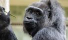 'Mein Geheimrezept? Bananen' - Europas älteste Gorilladame feiert im Berliner Zoo ihren 55. Geburtstag. Die aus Westafrika stammende «Fatou» kam 1959 nach Berlin. Foto: Maurizio Gambarini Foto: dpa