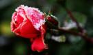 Eine mit Raureif bedeckte Rose steht in Hamburg an der Außenalster. Am Dienstag soll der Himmel in Hamburg bei Temperaturen um die ein bis zwei Grad Celsius meist grau und bewölkt werden.
 Foto: dpa