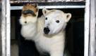 Der Nürnberger Eisbär Rasputin betritt im Tiergarten Nürnberg einen Transportkiste. Flocke und ihr Gefährte Rasputin sind heute wohlbehalten in ihrem neuen Domizil an der Côte d'Azur angekommen. Mit Pausen habe die Fahrt ins französische Antibes rund 16 Stunden gedauert, teilte die Stadt Nürnberg mit.  Foto: dpa