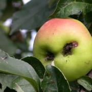Apfel wie Pflaume (Foto)