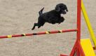 Ein Pudel springt bei der Internationalen Rassehundeausstellung auf der Messe Erfurt auf einem Agility-Parcours über ein Hindernis. Bei der zweitägigen Veranstaltung zeigen Hundeaussteller aus 15 Ländern ihre Zuchtergebnisse. 4000 Hunde aus 250 Rassen werden dabei von Preisrichtern begutachtet.
 Foto: dapd