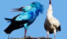 Ein blauer Storch klappert zur Begrüßung mit seinem Schnabel im brandenburgischen Biegen auf seinem Nest neben einem Weibchen. Das ansonsten weiße Gefieder des Vogels leuchtet von dunkelblau bis türkis. Vielleicht sei der Storch auf seiner Reise nach Europa in irgend eine Farbe hineingeraten, vermutet der Landesgeschäftsführer des Naturschutzbundes Deutschland. Foto: dpa