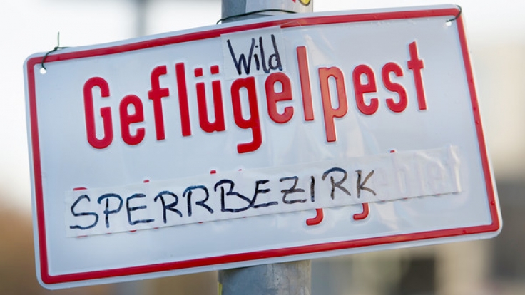 In Schleswig-Holstein ist ein neuer Geflügelpest-Virus aufgetaucht.