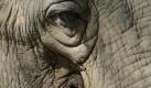 Augenblick im Zoo von Tokio. Foto: Franck Robichon Foto: dpa