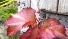 Das Blätterkleid des Wilden Weins wird im Herbst rot - dabei gilt: Je sonniger der Standort, desto intensiver die Färbung. (Bild: Warnecke/dpa/tmn) Foto: dpa