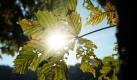 Das Blatt einer Kastanie leuchtet auf dem Hohenstein in Witten in der Morgensonne. Das sonnige Herbstwetter lädt zur Zeit zu Ausflügen in die Natur ein. Foto: dpa