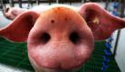 Ein Mastschwein aus der Groß Grenzer Agrar GmbH wird auf der 20. Agrarmesse MeLa in Mühlengeez bei Güstrow ausgestellt. Mit über 1.000 Unternehmen, die Neuigkeiten und Dienstleistungen aus den Bereichen Landwirtschaft, Ernährung, Fischwirtschaft, Forst, Jagd und Gartenbau präsentieren, wird ein neuer Ausstellerrekord erzielt. Die Fläche ist von 12,3 auf 17 Hektar erweitert worden. Wie in den Vorjahren gehört die Präsentationen von 1.417 Tieren aus 178 Rassen zu den Höhepunkten der MeLa.  Foto: dpa