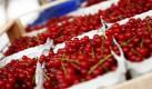 Greenpeace hat in Johannisbeeren illegale Pestizide gefunden. Beeren aus deutscher Produktion, die Anfang Juli verkauft wurden, enthielten die Agrargifte Dodin und Difenoconazol, teilte die Organisation in Hamburg mit. Beide Substanzen besäßen keine Zulassung für den deutschen Johannisbeeranbau. Foto: dpa