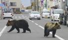 In this Oct. 18, 2010 photo released by Shari Town Hall, two brown bears walk on a street in Shari in Hokkaido, northern Japan. A total of three bears, including the two, 1.44-meter (4 feet, 9 inches)-tall, 139kg (306 pounds) mother, left, and 1.11-meter (3 feet, 8 inches)-tall, 64kg (141 pounds) one-year-old female cub, shown here, were spotted by children in a forest near an elementary school and the two started to stroll in the town center for about 40 minutes before being shot by a local hunter. The last bear has not yet been found. (AP Photo/Shari Town Hall) ** EDITORIAL USE ONLY ** Foto: ap