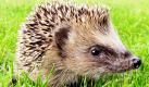 Ein junger Igel wandert über eine Wiese in Frankfurt am Main und sucht nach Essbarem. Das stachelige Tier gehört zu den fünf Igeln, die ihre Mutter verloren, weil die von einem Auto überrollt wurde. Foto: ap