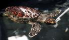 Eine Echte Karettschildkröte wird im Marine Institut in Gulfport im US-Bundesstaat Mississippi gefüttert. Das Tier wurde von Helfern Öl verschmutzt in das Institut gebracht  wie viele andere Tierarten sind auch die Schildkröten durch die Folgen der Ölpest im Golf von Mexiko bedroht. Foto: ap