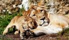 Kuschelalarm im Züricher Zoo: Die Indische Löwin Joy liegt mit ihrem zwei Monate alten Baby Kalika in der Sonne. Foto: ap