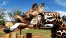 Hals und Zunge XXL: Im Zoo von Oklahoma können die Besucher die Tiere mit Blättern und Rohkost füttern. Giraffen haben den längsten Hals der Tierwelt, aber auch die Zunge der Tiere verfügt über erstaunliche Ausmaße. So kommen sie an die besten Leckereien.  Foto: dapd