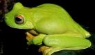 In Papua-Neuguinea gibt es viele merkwürdige Tiere, wie beispielsweise diesen Frosch. Das seltsamste Tier ist aber vielleicht «The Golden Bird Of Paradise» - es hat mindestens elf Spieler und rennt einem Ball hinterher. «Der goldene Vogel aus dem Paradies» ist nämlich der Name der Nationalmannschaft. Foto: dpa