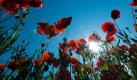 Klatschmohn streckt auf einer Wiese in Oberbayern seine roten Blüten dem blauen Himmel entgegen. Foto: Peter Kneffel Foto: dpa