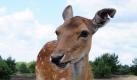 Damwild steht auf dem Gelände des Naturschutzgebietes Schönower Heide nördlich von Berlin. Auf einem 140 Hektar großen Gelände übernehmen ab sofort 60 Wildtiere (Rot-, Dam- und Muffelwild) die Landschaftspflege. Auf zwei Rundwegen durch die Heidelandschaft kann man das Projekt Wildtierbeweidung beobachten.  Foto: dpa