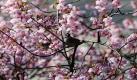 Ein Sperling pickt in der Nähe des Yasukuni-Schreins in Tokio an einer Kirschblüte. Das Aufbrechen der rosa Knospen der Kirschbäume ist für Japaner eine bedeutende Zeit, mit der sie unter anderem den Beginn des Frühlings verbinden. Foto: dapd