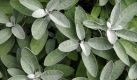 Salbei wirkt desinfizierend - nicht nur in Form von Tee und Hustenbonbons, sondern auch als ätherisches Öl. Einen ähnlichen Effekt lässt sich mit Teebaum, Eukalyptus, Nelke und Lavendel erreichen. Foto: ddp