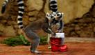 Kattas naschen im Tropenhaus des Hamburger Tierparks Hagenbeck Obst und Trockenfrüchte aus einem Nikolausstiefel. Als Vorweihnachtsüberraschung bescherten die Tierpfleger des Zoos den neun Halbaffen Nikolausstiefel mit Obst, Gemüse und Trockenfrüchten. Foto: ddp