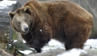 Papa Braunbär und seine pelzige Verwandschaft sind zwar nicht ganz so niedlich, aber schon allein aller Teddys wegen unbedingt schützenswert. Foto: dpa