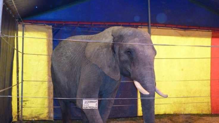 Diese Aufnahme zeigt den Zirkuselefanten Baby im Zirkus in Winnenden.