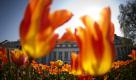 In der ersten Woche der Bundesgartenschau in Koblenz sind 136.000 Besucher gezählt worden. Das ist ein ganz toller Start, sagte die Sprecherin der Buga-Schau. Lockte das Blumenspektakel in den ersten Tagen vor allem Gäste aus dem Koblenzer Raum an, kämen jetzt auch zahlreiche Besucher von auswärts. Der Karfreitag sei mit 23.300 Gästen der bislang stärkste Tag gewesen. Foto: dapd
