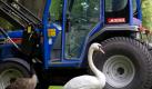 Traktor ist out: Höckerschwan «Schwani» (r) watschelt im Park des Sporthotels Velen (Kreis Borken) neben seiner neuen Liebe, einer Nilgans.  Foto: dpa