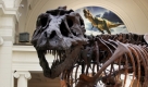 Ein weiteres Wahrzeichen, beinahe schon ein Maskottchen Chicagos, ist Sue, das weltgrößte und am besten erhaltene Skelett eines Tyrannosaurus Rex. Seit Mai 2000 können Touristen Sue im Field Museum einen Besuch abstatten. Foto: news.de