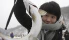 Kim Lee-chun, Angler in Südkorea, fischt eine Forelle aus einem gefrorenen Fluss in Hwacheon. Der Angelwettbewerb ist Teil eins jährlichen Eisfestivals, das stets mehr als eine Millionen Besucher anzieht. Foto: ap
