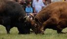 Auch in Bosnien gibt es Stierkämpfe. Im Gegensatz zu den traditionellen Wettkämpfen in Spanien treten die Tiere aber nicht gegen Menschen, sondern gegeneinander an. In Cevljanovici nahe Sarajevo treffen sich jedes Jahr im Juli Menschen aus ganz Bosnien um den Stierkampf anzuschauen. Foto: dapd