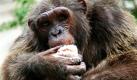 Fruchtige Abkühlung: Ein Schimpanse verspeist gefrorenen Joghurt im Zoo in Bangkok. Die Temperaturen in der thailändischen Haupstadt sind mit 34 Grad Celsius sommerlich warm. Foto: dpa