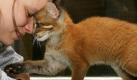 asiasiatische goldkatze (Foto)