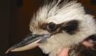 Dieser Vogel hat für einen skurrilen Streit in Australien gesorgt:Das Bild zeigt einen Kookaburra, und der spielt eine Hauptrolle im Kinderlied Kookaburra Sits in the Old Gum Tree. Das hat ein Schuldirektor jetzt umdichten lassen. Statt der TextzeileGay your life must be wird an seiner Schule nun nur noch Fun your life must be gesungen. Der Grund:gay bedeutet fröhlich/freundlich, aber auch schwul. Und deshalb mussten die Kinder bei der Zeile immer kichern.


 Foto: ap