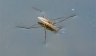 Ein Wasserlaeufer sonnt sich am Dienstag, 29. Juli 2008, auf dem Wasser eines alten Elbearms bei Ploetzky, suedlich von Magdeburg. Naturschuetzer suchen nach Loesungen, diese Landschaft zu erhalten. (AP Photo/Eckehard Schulz) ** zu unserem KORR. APD8396 ** --- A pond skater on an old arm of the river Elbe south of Magdeburg, eastern Germany, July 29, 2008. (AP Photo/Eckehard Schulz) Foto: ap