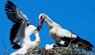 Ein Storch füttert in seinem Nest im brandenburgischen Biegen einen seiner drei Sprösslinge. Brandenburg ist nach Angaben des Naturschutzbund Deutschland das storchenreichste Bundesland. Hier leben etwa 1400 Storchenpaare. Foto: dpa